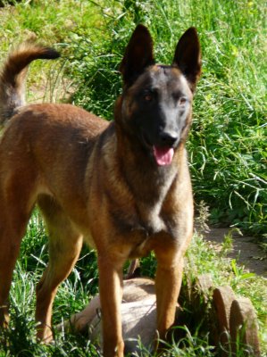 Du Perigord Noir Et Feu, levage de Berger Belge Malinois