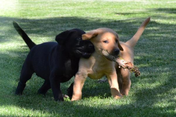 Sologne Hunters's, levage de Labrador Retriever