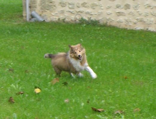 Chiot - Elevage de l'Angelarde - eleveur de chiens Shetland Sheepdog