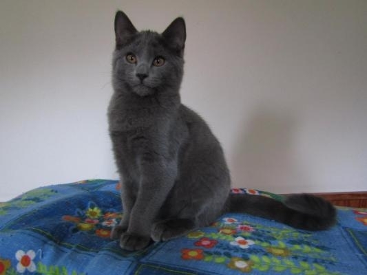 Les Chartreux De L'onde  Bleue, levage de Chartreux