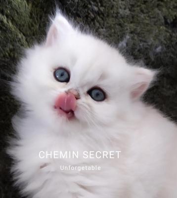 Chemin Secret, levage de British Longhair