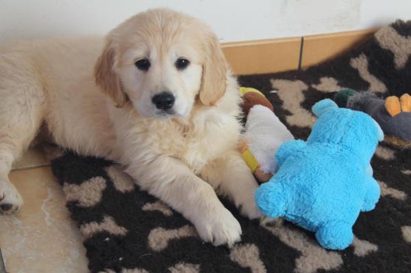 Des Joyaux De La Sambre, levage de Golden Retriever