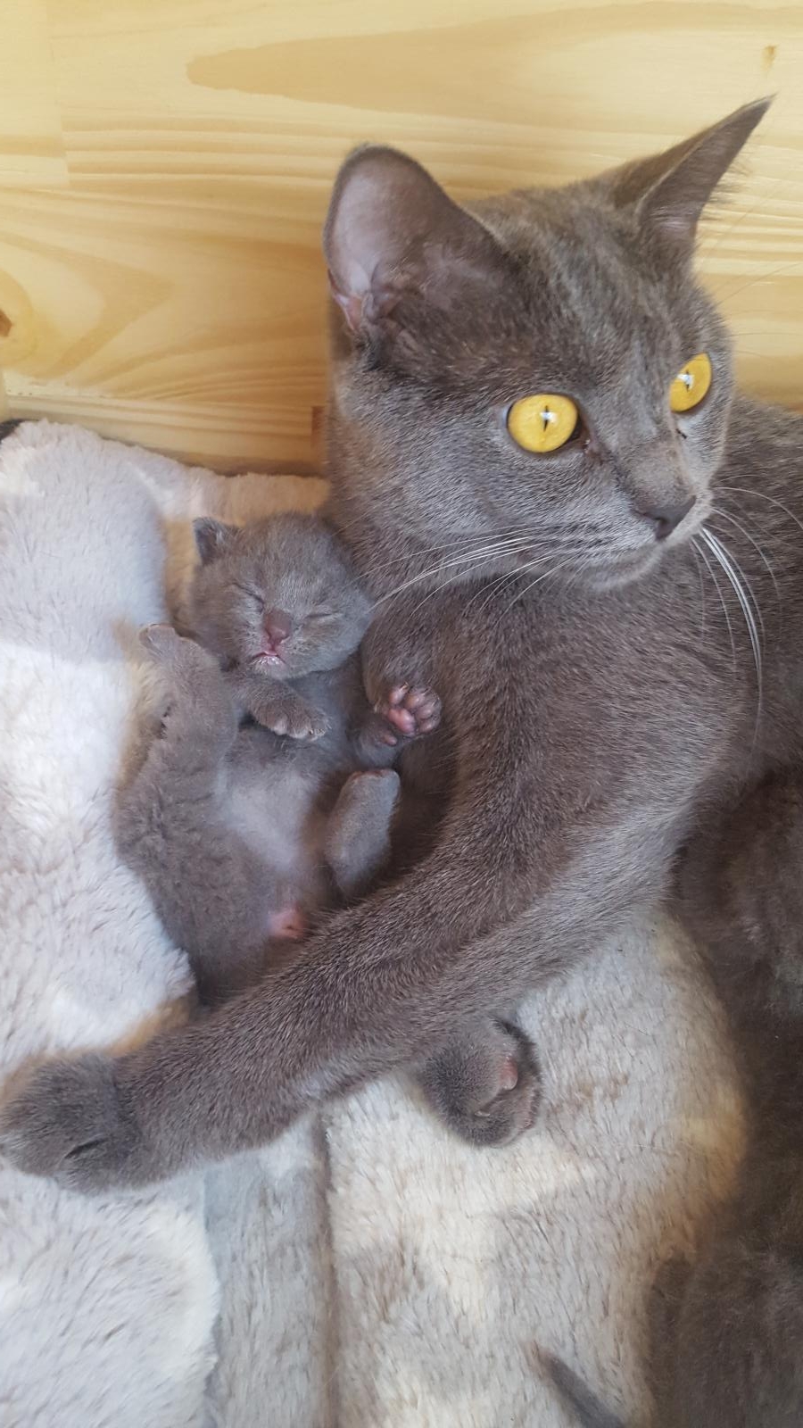 Chatterie Du Palais Bleu Eleveur De Chartreux Situe A Puisieulx Dans Le Departement 51 Marne En France