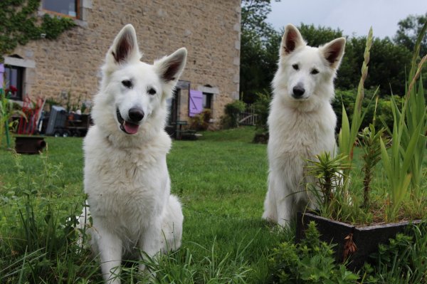 Des Pierres Davlie, levage de Berger Blanc Suisse