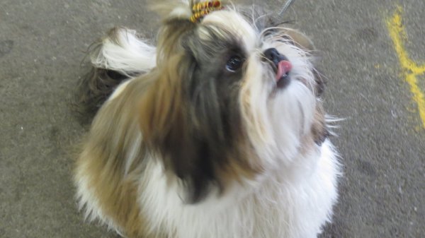 Des Rochettes Di Moulinou, levage de Shih Tzu