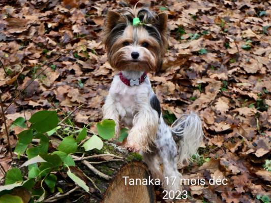 Des Lisires D'arraga, levage de Biewer Yorkshire Terrier