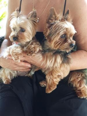 Des Lisires D'arraga, levage de Yorkshire Terrier