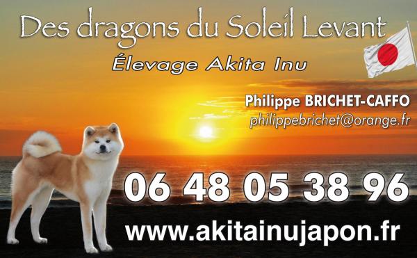 Elevage Des Dragons Du Soleil Levant, levage d'Akita Inu