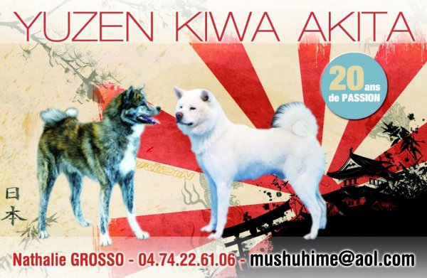 Yuzen Kiwa, levage d'Akita Inu