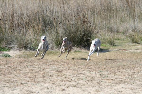 Du Domaine Rose Chardon, levage de Whippet