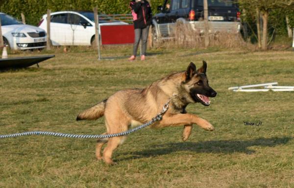 De L'aube Des Persides, levage de Berger Belge Malinois