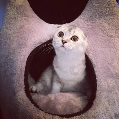 Elevages De Scottish Fold En Haute Garonne En France