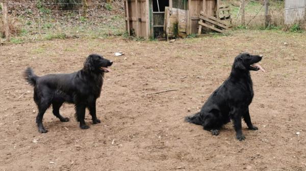 Des Gardiennes Bourbonnaises, levage de Retriever  Poil Plat