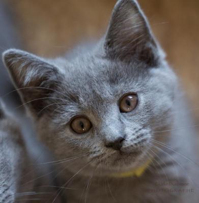 De La Montagne O'trsor, levage de Chartreux