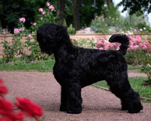 Charme Des Etoiles, levage de Terrier Noir Russe