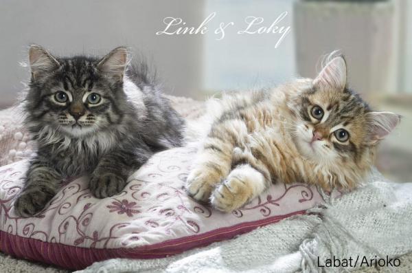 Link & Loky, levage de Siberien