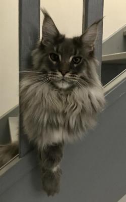 Of Charming Coons, levage de Maine Coon