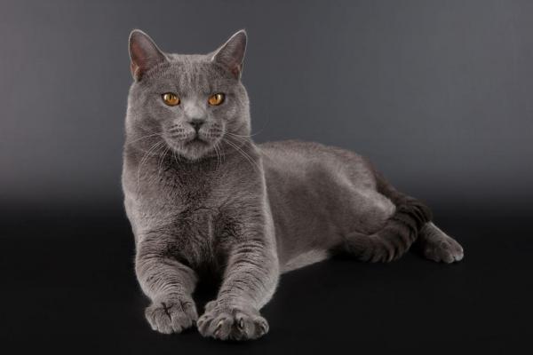 Des Songes De Nymeia, levage de Chartreux