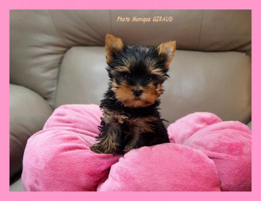 Des Ptits Bouts D Amour, levage de Yorkshire Terrier