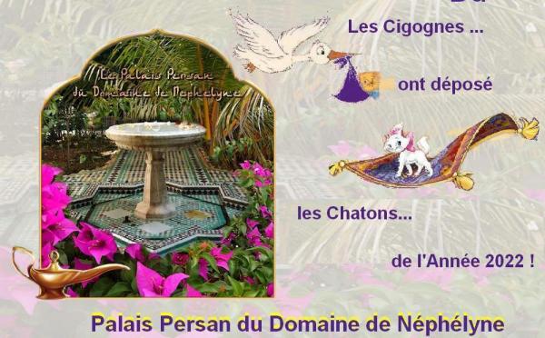 Domaine De Nphlyne, levage d'Exotic Shorthair