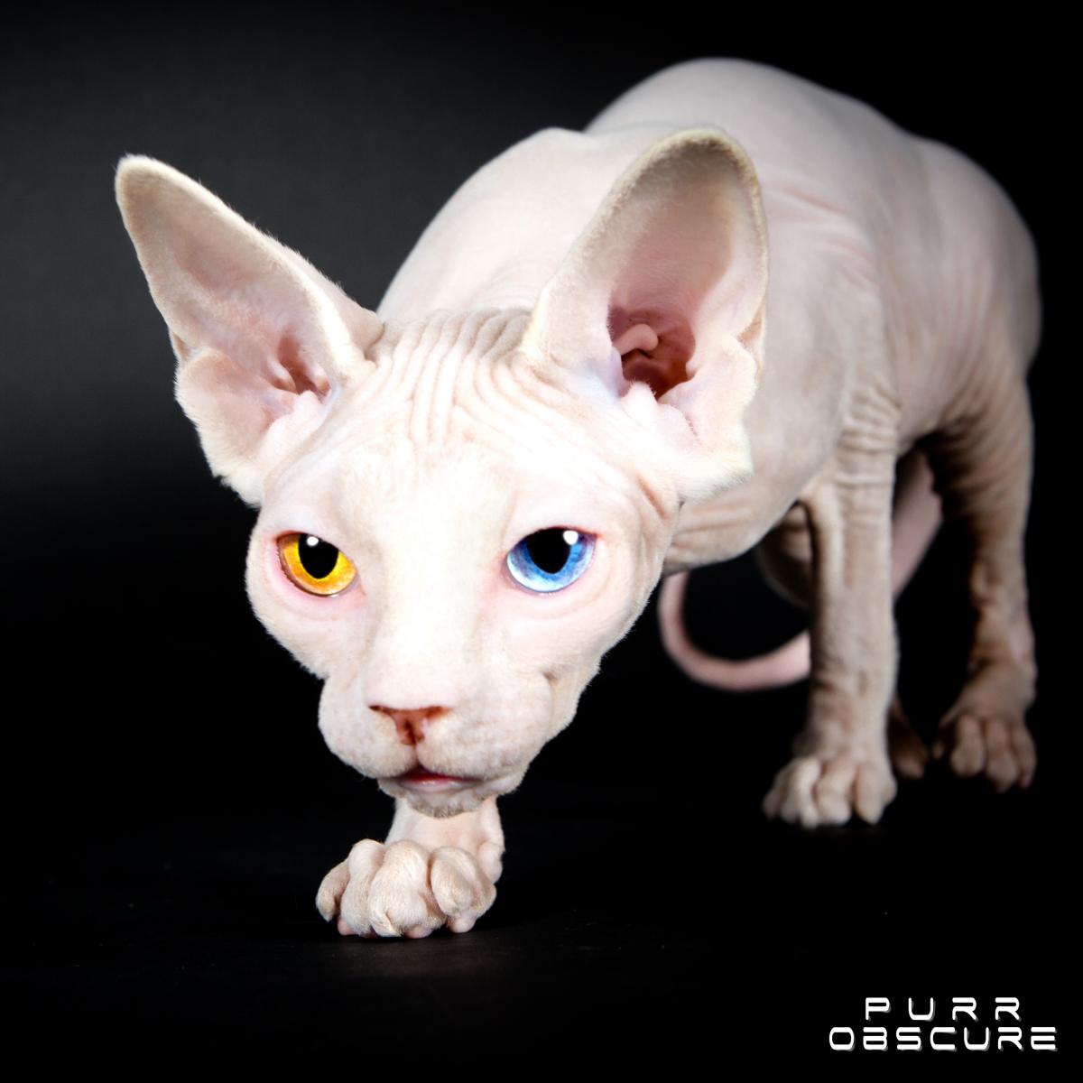 elevage chat sphynx isere