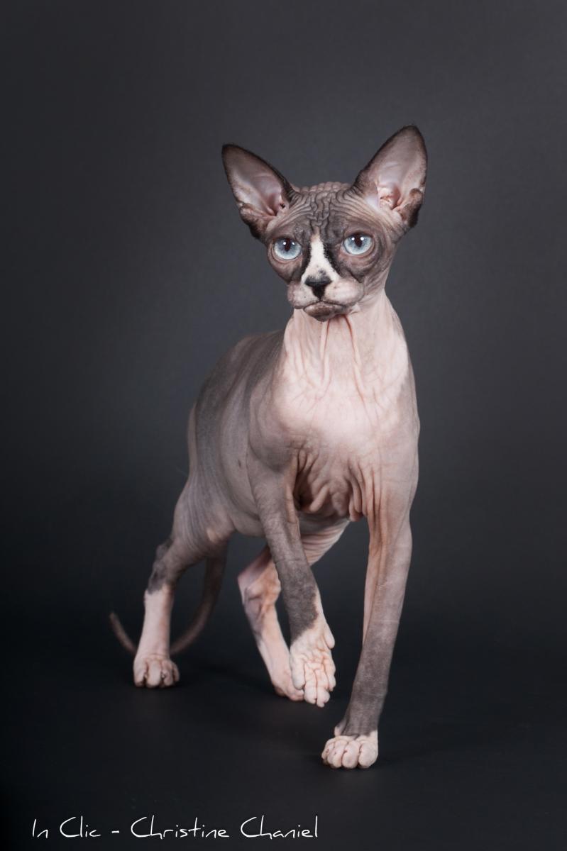 De La Peau De Velours Eleveur De Sphynx Situe A Cajarc Dans Le Departement 46 Lot En France