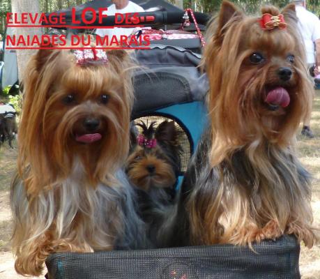 Elevages De Yorkshire Terrier En France