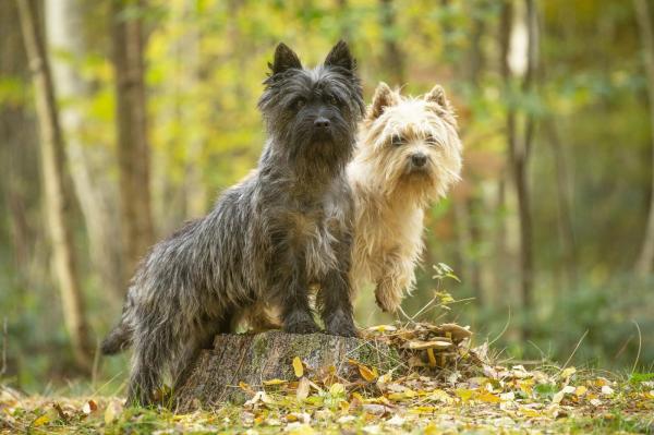 Feeling Cottage, levage de Cairn Terrier