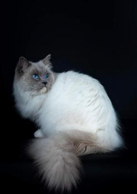 Du Comte De Salm, levage de Ragdoll