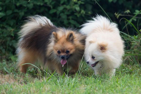 Elevages De Spitz Nain Pomeranian Zwergspitz En France