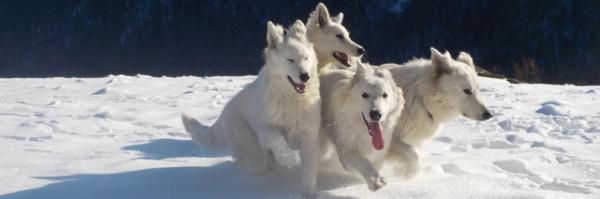 Du Domaine De Cap D Lastouse, levage de Berger Blanc Suisse