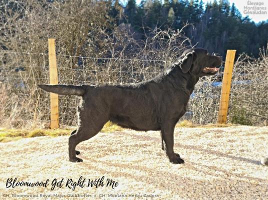 Des Montagnes Du Gvaudan, levage de Labrador Retriever