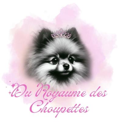 Du Royaume Des Choupettes, levage de Spitz Nain