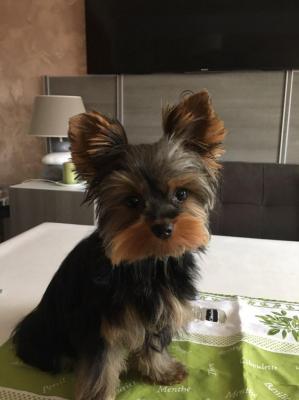 Domaine Des Albizzias, levage de Yorkshire Terrier