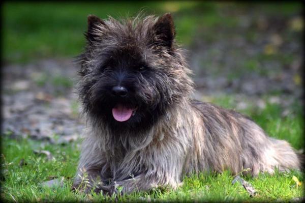 De La Valle Cad, levage de Cairn Terrier