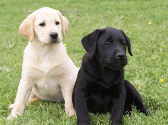 Des Adrilines D'opale, levage de Labrador Retriever