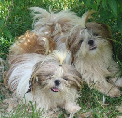 Du Domaine Des Beauts Divines, levage de Shih Tzu