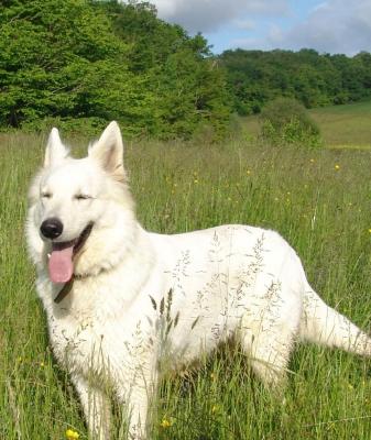 Du Domaine Des Beauts Divines, levage de Berger Blanc Suisse