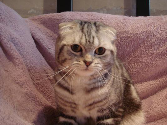 De La Fee Nikita, levage de Scottish Fold