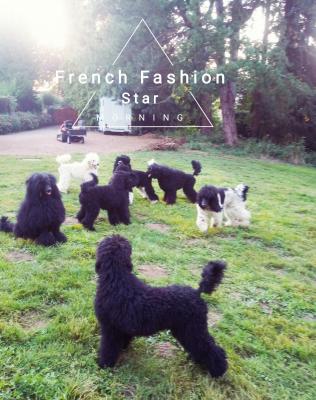 French Fashion Star, levage de Grand Caniche