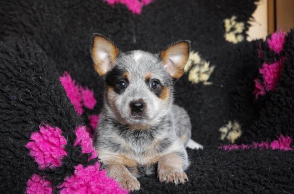 De L'abby, levage d'Australian Cattle Dog