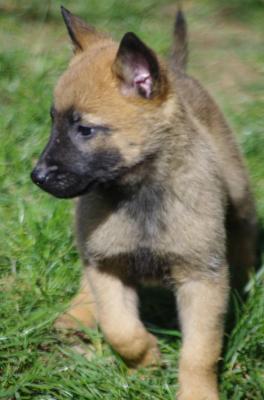 De L'abby, levage de Berger Belge Malinois