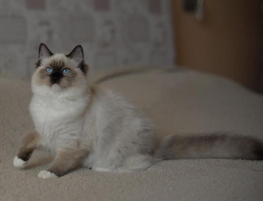 Chatterie Des Loopicats, levage de Ragdoll