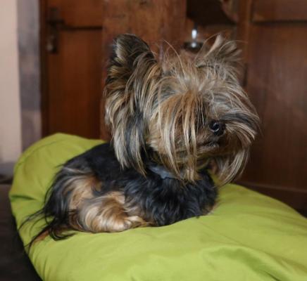 De La Ferme Des Terres D'argile, levage de Yorkshire Terrier