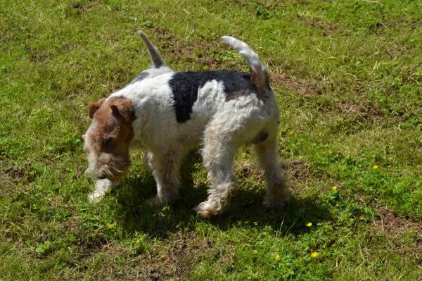 Des Petites Fgnes, levage de Fox Terrier  Poil Dur