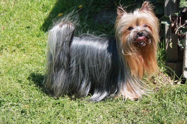 Le Val De Clavernau, levage de Yorkshire Terrier