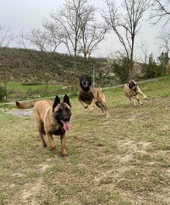 Du Chemin Des Complices, levage de Berger Belge Malinois