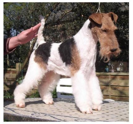 Des Hautes Terres D'avalon, levage de Fox Terrier  Poil Dur