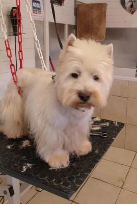 Du Clos Lachrico, levage de West Highland White Terrier