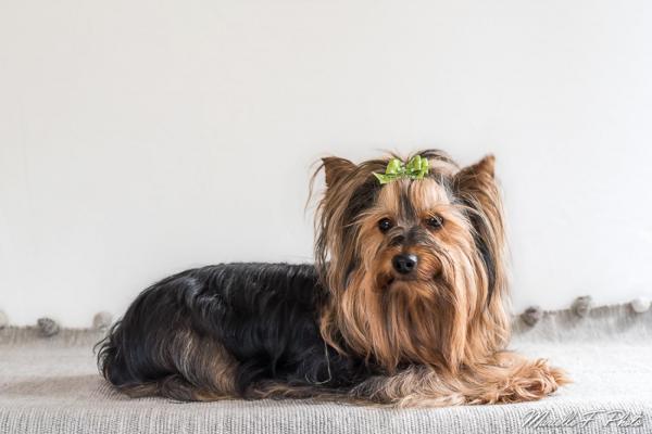 Yorkshire Du Chene Vert, levage de Yorkshire Terrier